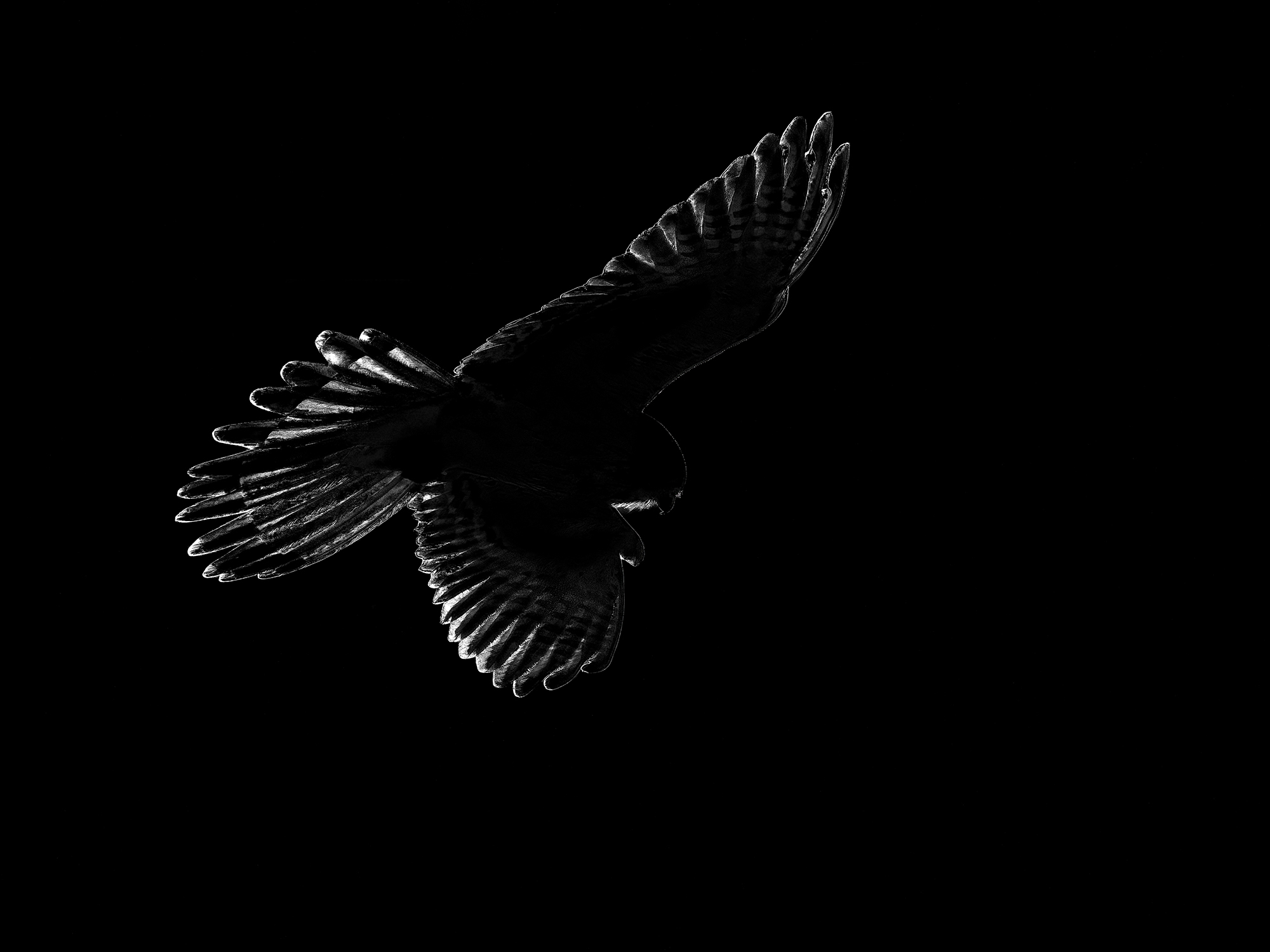 Rüttelflug im Gegenlicht.